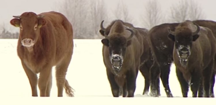 Această văcuță a fugit de la fermă pentru a se alătura unei turme de bizoni sălbatici